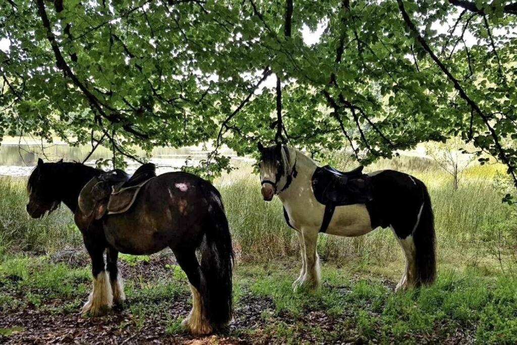 Les Vergers D'Epona "Fremifontaine Vosges" المظهر الخارجي الصورة