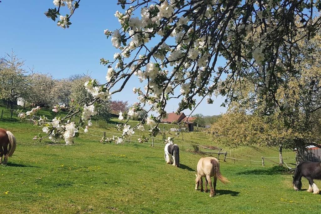 Les Vergers D'Epona "Fremifontaine Vosges" المظهر الخارجي الصورة