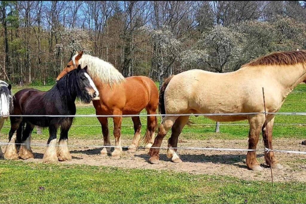 Les Vergers D'Epona "Fremifontaine Vosges" المظهر الخارجي الصورة